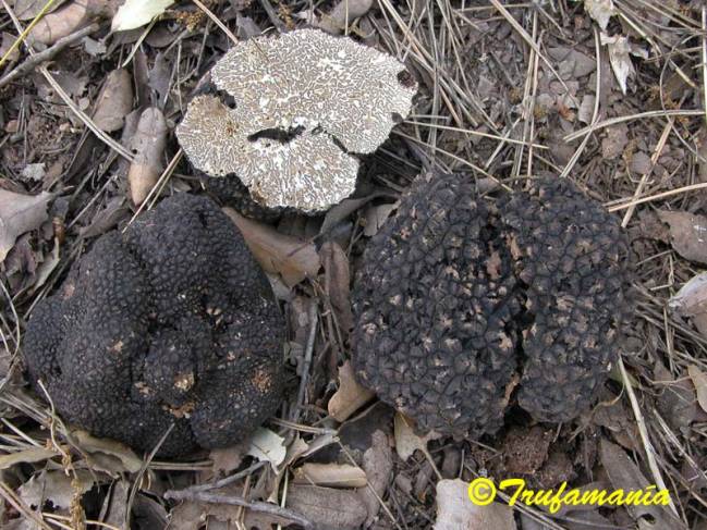 Trufa negra