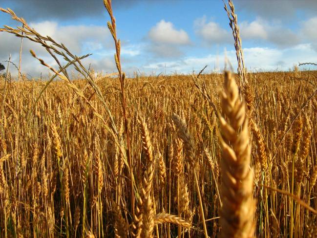 Campo de trigo, uno de los cereales que provoca celiaquía (FOTO: Valentina Estay Reyes. FLICKR). 