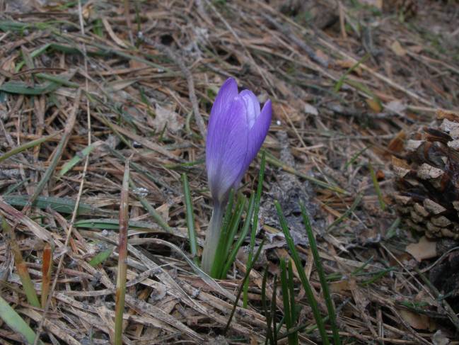 Crocus carpetanus Boiss. & Reut. en la Sierra de Guadarrama (Madrid).