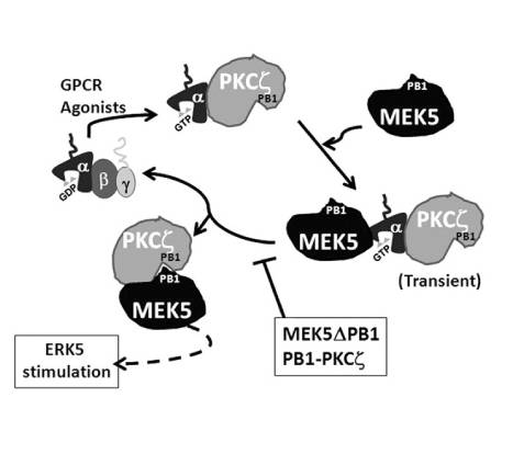 vía de señalización, ERK5, cardiovascular, quinasa, UAM