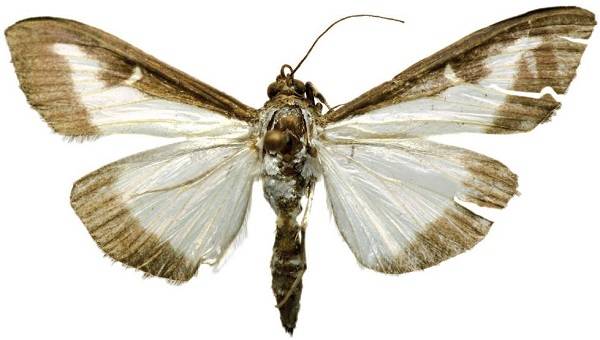 Polilla