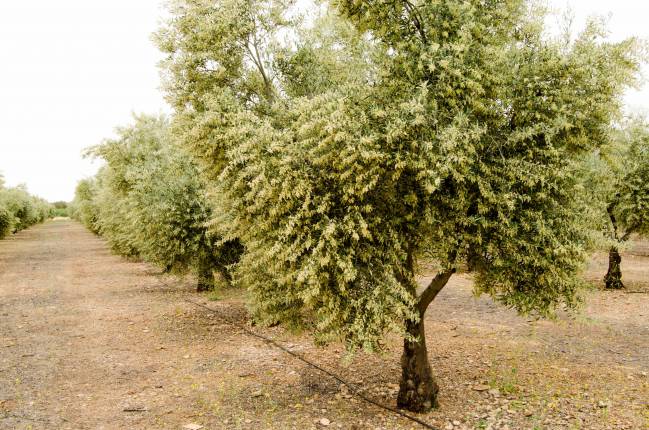 Olivar de la variedad Cornicabra en plena floración. Autor: David Pérez López.