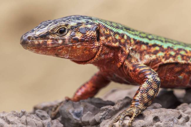 Lagartija de las Pitiusas (Podarcis pityusensis) del islote Santa Eulària