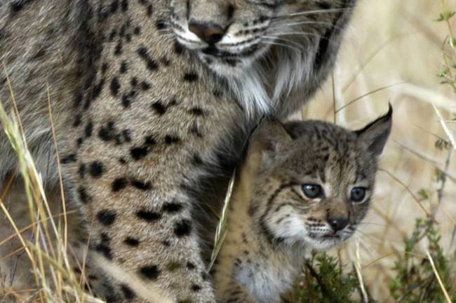 El lince ibérico (Lynx pardinus) está en peligro crítico de extinción en España. Foto: Programa de Conservación Ex situ del Lince Ibérico.