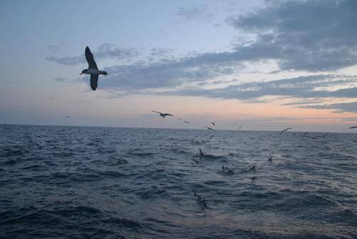 Ave sobrevolando el mar