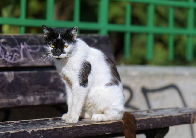 Gato callejero