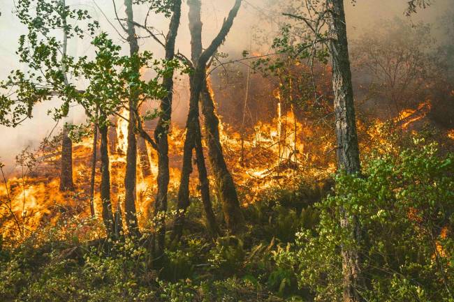 incendio en un bosque