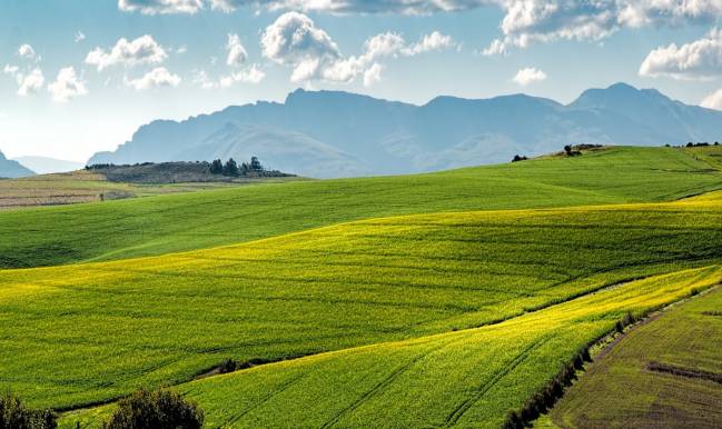 campos de colza