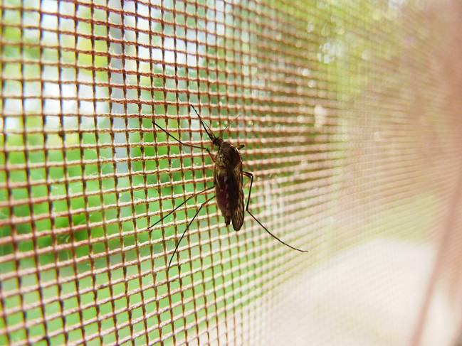 Mosquito en una red