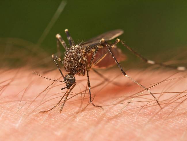 Mosquito picando
