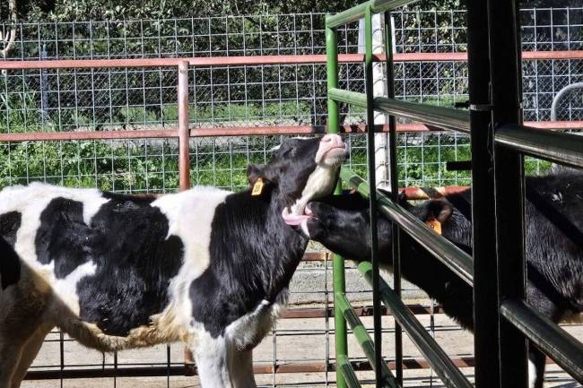 Dos terneros. Para la investigación se han usado ejemplares de la raza Holstein-Frisona