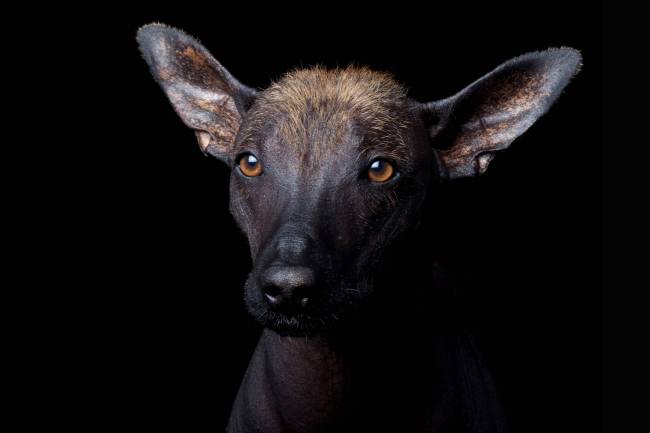 Perro xoloitzcuintle (‘perro raro’ o ‘perro arrugado’ )