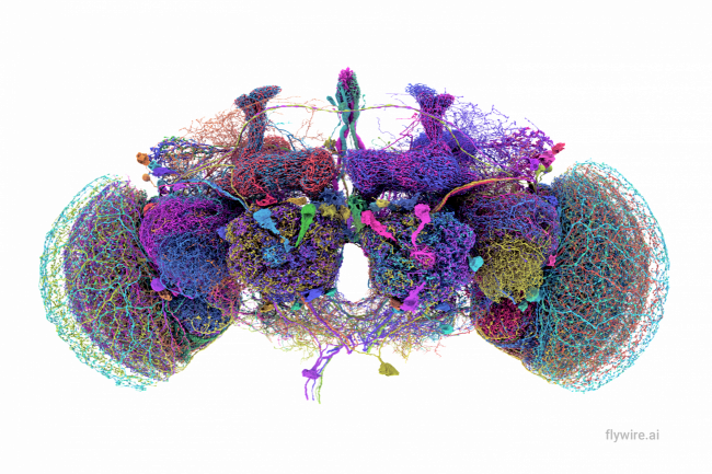Las 50 neuronas más grandes del conectoma cerebral de la mosca