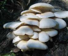 Hongos