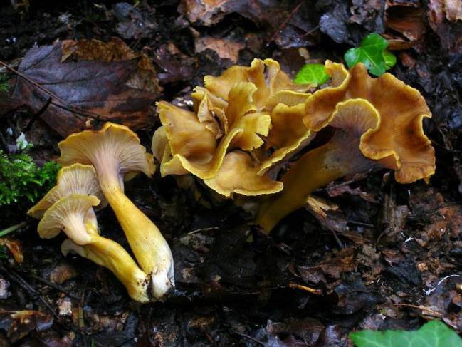 ‘Craterellus melanoxeros’, especie de hongo incluida en la lista roja europea. En la Península Ibérica está ampliamente distribuida, pero no es común. / Ibai Olariaga