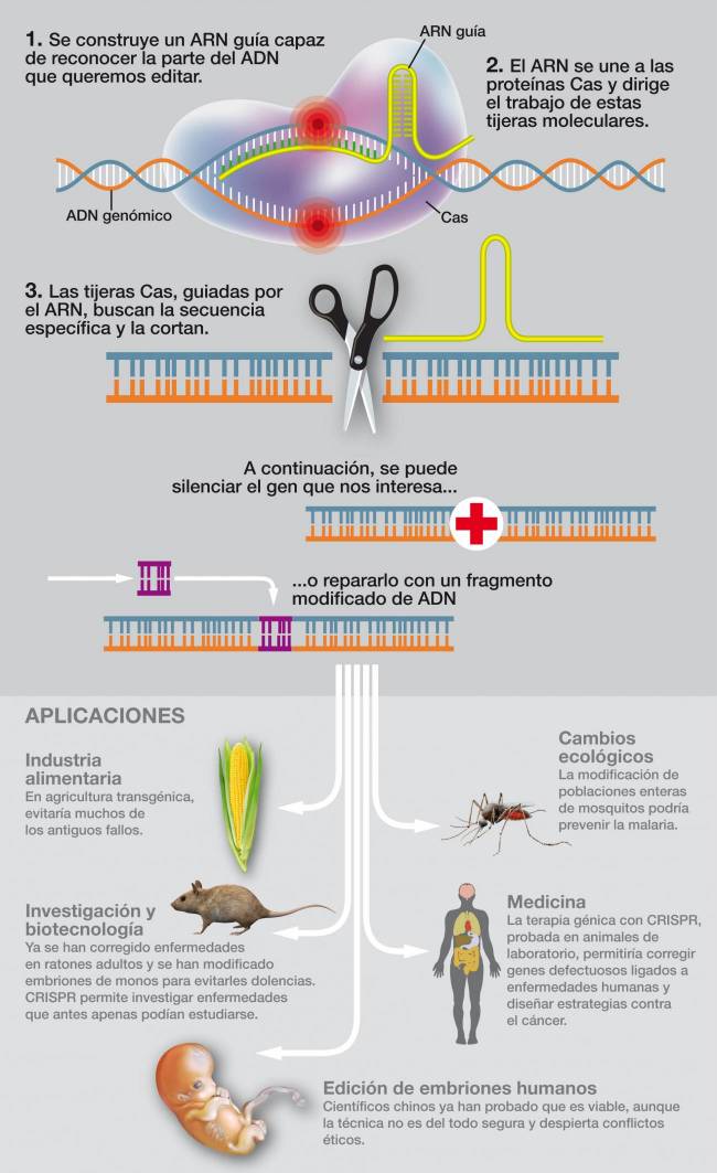 Infografía sobre el funcionamiento de CRISPR