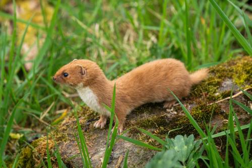 magen de una comadreja actual.