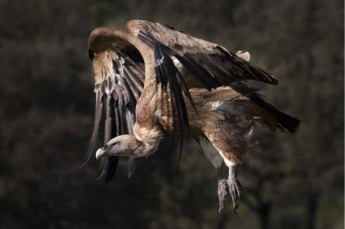 Buitre leonado en pleno vuelo