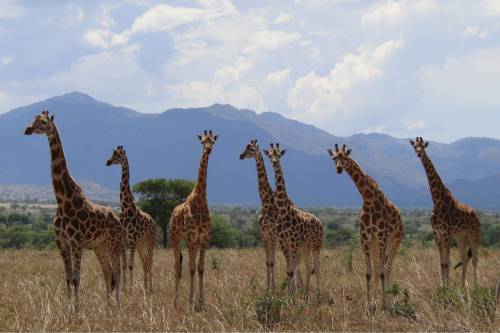 Jirafa Parque Nacional del Valle de Kidepo en Uganda. / Michael Brown ©