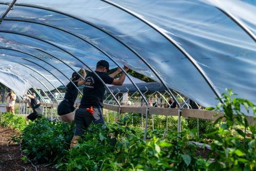agricultores de invernadero
