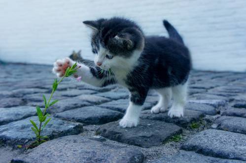 gatito en la calle