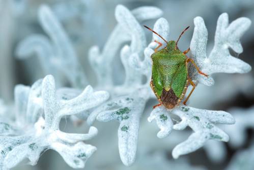 insectos en el campo