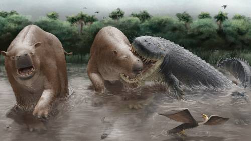 Reconstrucción de Purussaurus neivensis atacando a Pericotoxodon platignathus.
