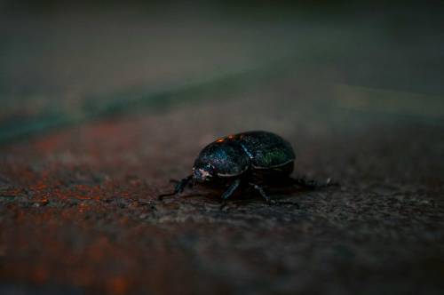 insectos
