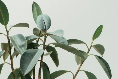 plantas