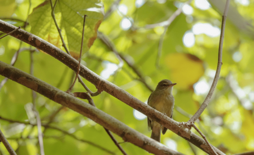 Reinita de Seychelles 
