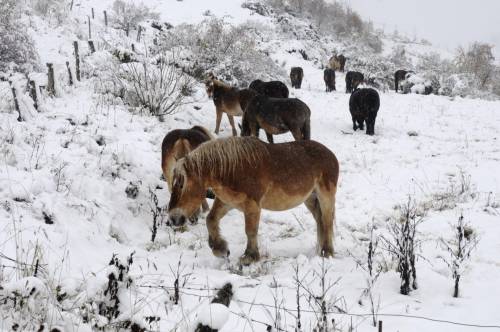 nieve en la Cordillera