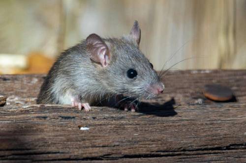 hantavirus, roedores, ratones, crucero