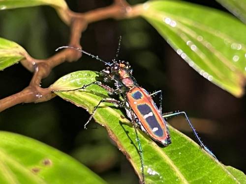 biodiversidad, escarabajo
