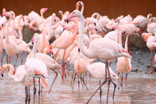 Colonia de flamencos