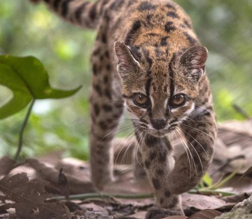 Fotografía cedida por Fernando Faciole/National Geogrpahic que muestra una nueva especie de felino silvestre. / EFE/ Fernando Faciole/National Geogrpahic