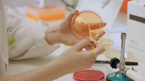 Una investigadora manipula una placa con bacterias en el laboratorio. / IATA-CSIC