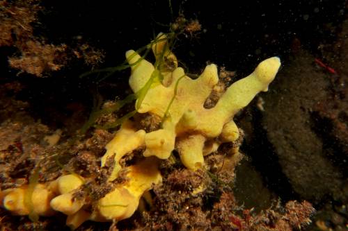 Individuo adulto de la esponja "Halichondria panicea"