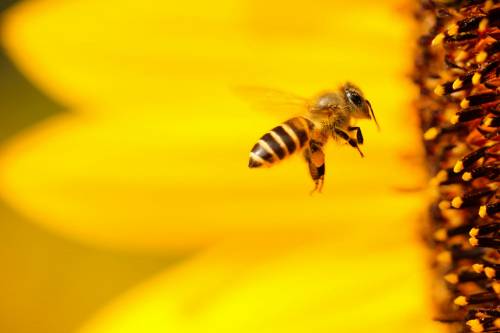 abeja