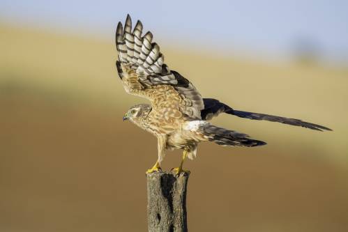 Aguilucho cenizo