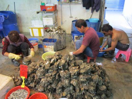 El cambio climático acaba con toneladas de ostras y mejillones en Japón y en Galicia
