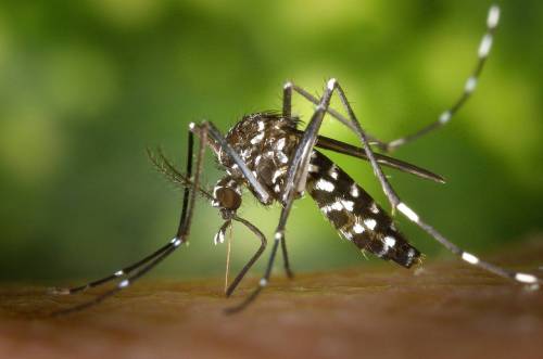 Imagen de archivo de un mosquito tigre (Aedes albopictus)