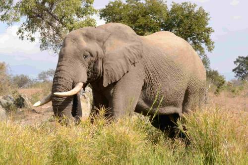 Elefante africano, uno de los dispersores de semillas de mayor tamaño del planeta