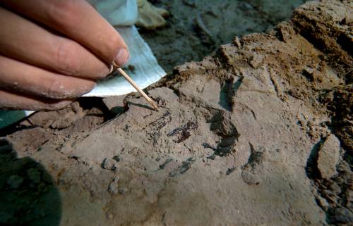 Trabajos de excavación de los restos de Vulcanoscaptor ninoti en el yacimiento del Camp dels Ninots. Momento del hallazgo. Autoría: Gerard Campeny / IPHES-CERCA.