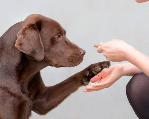 Labrador retriever de color chocolate
