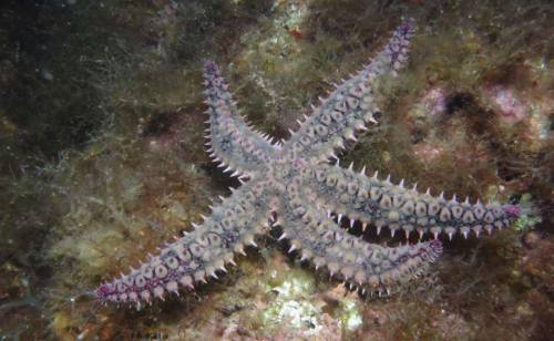 La estrella de mar espinosa (Marthasterias glacialis)