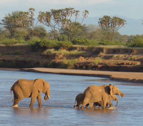 Un grupo de elefantes cruza un río en Samburu