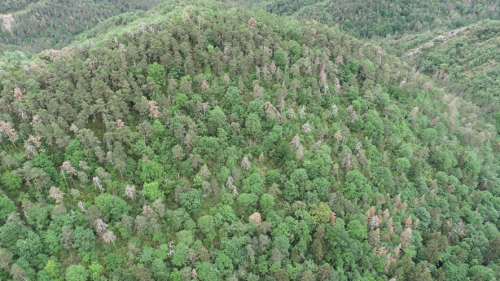 Vista de un bosque de pino silvestre y abeto