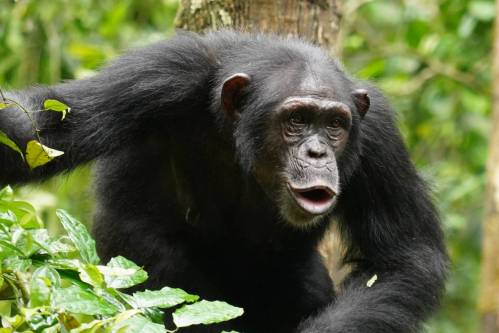 Un chimpancé hembra