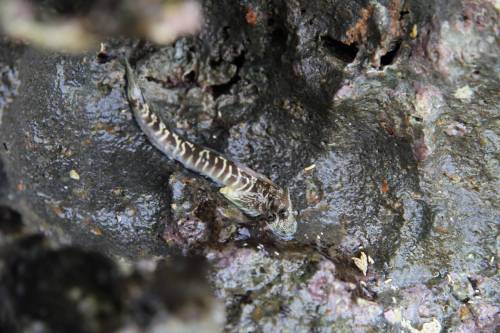 Alticus arnoldorum, una de las especies estudiada