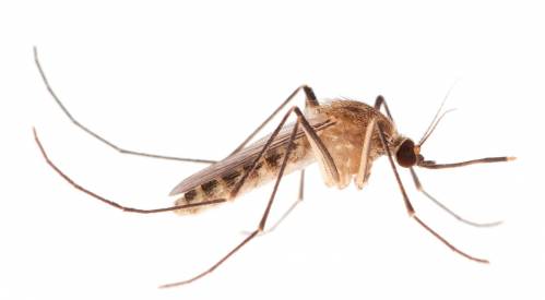 mosquito, Londres, Egipto